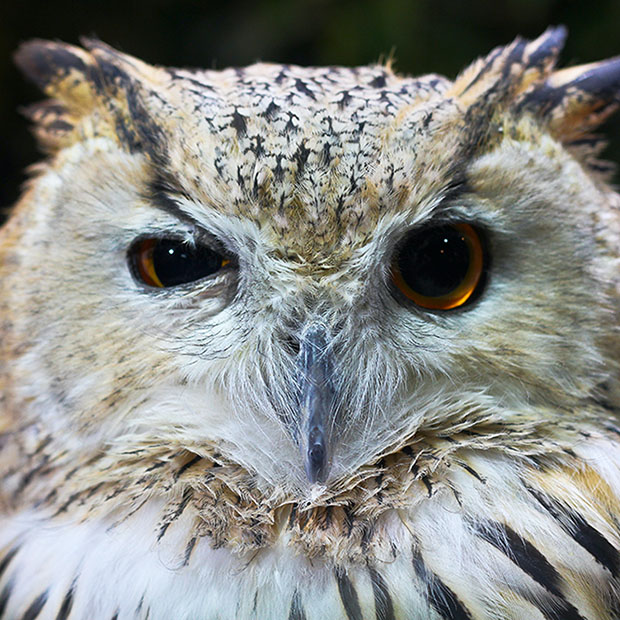 closeup of owl
